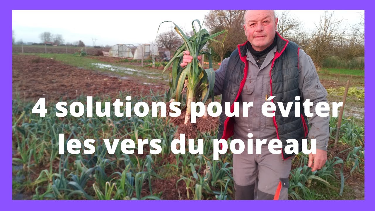 4 solutions pour éviter les vers du poireau.