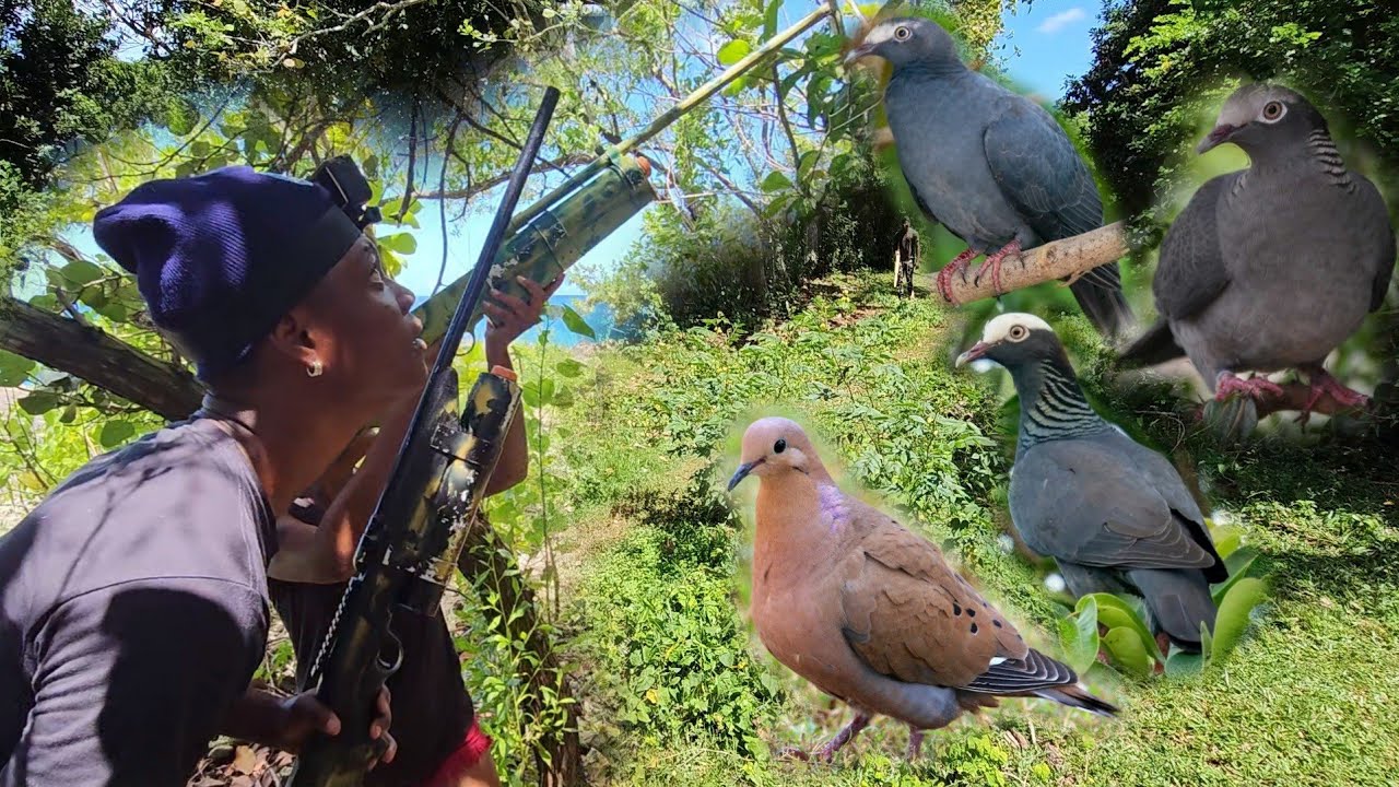 Hunting Birds For Subscribers