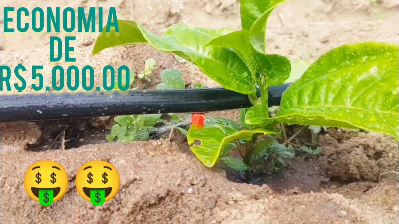 Irrigação melhor sistema economizei R$ 5.000 reais #passionfruit