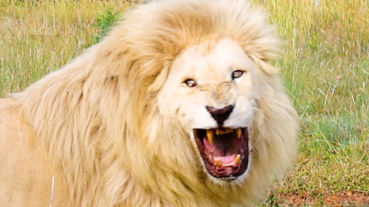 Claws Cut Deep in LION Pride Chaos | The Lion Whisperer