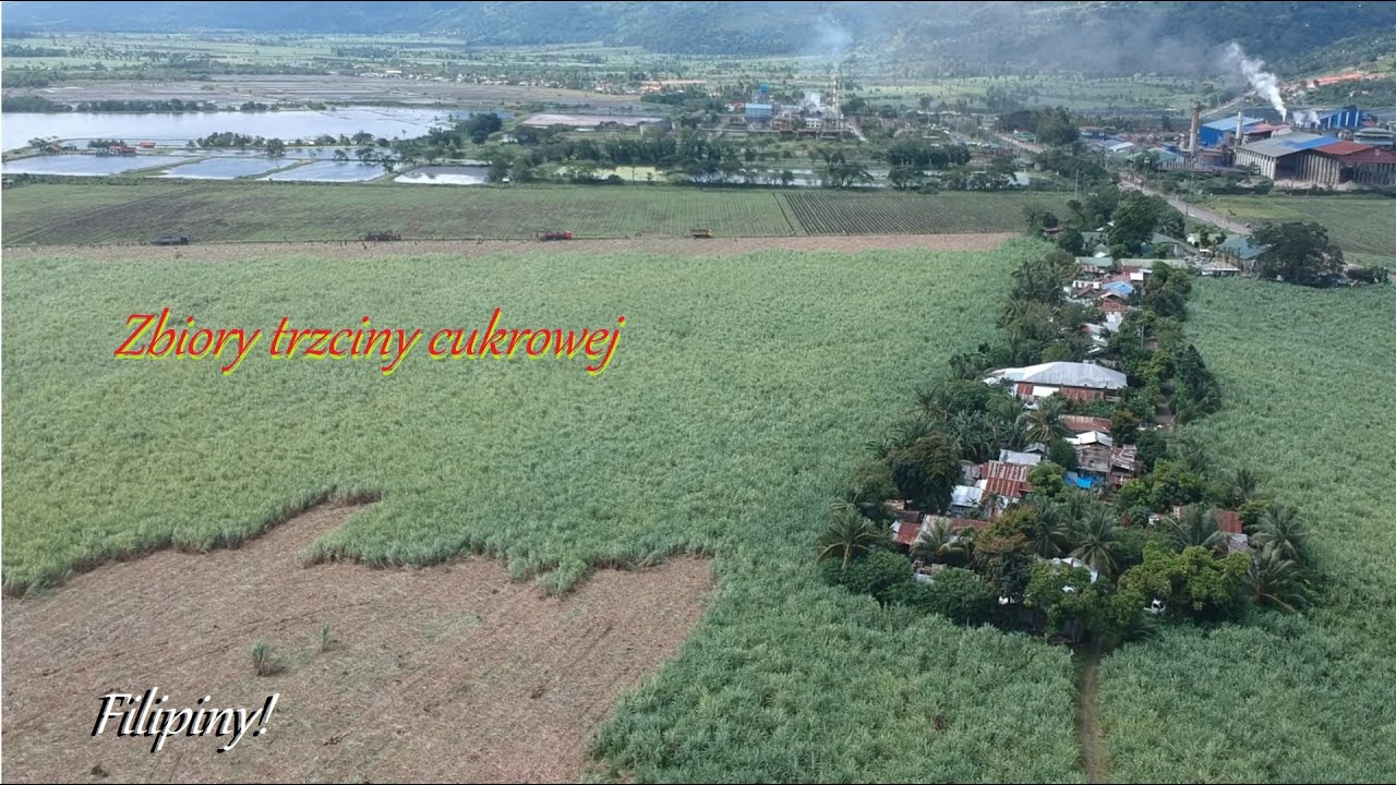 Zbiory trzciny cukrowej na Filipinach