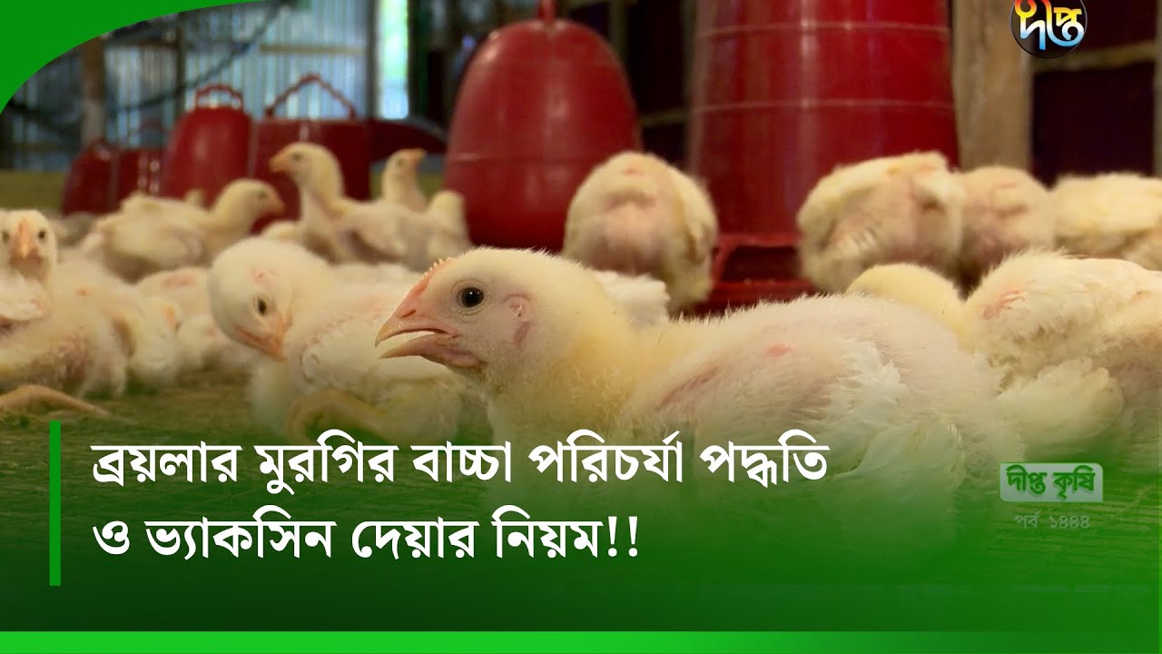 #DeeptoKrishi_C | ব্রয়লার মুরগির বাচ্চা পরিচর্যা পদ্ধতি ও ভ্যাকসিন দেয়ার নিয়ম | Deepto Krishi