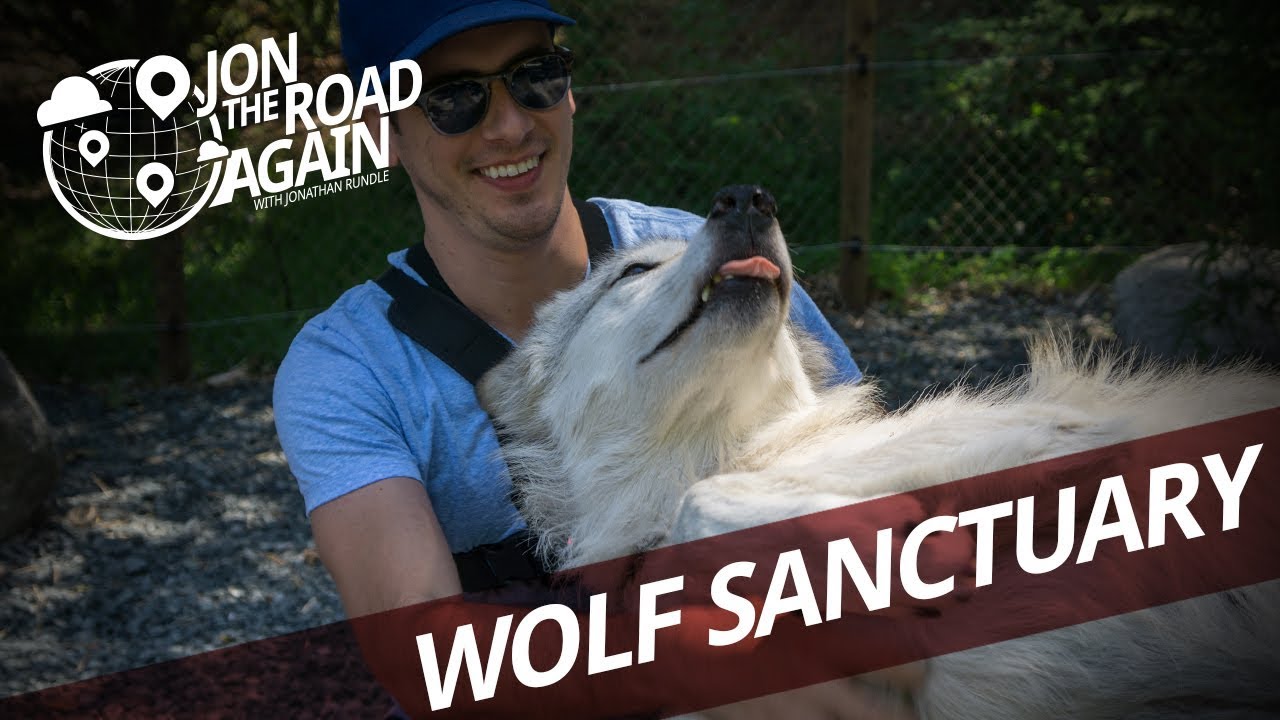 Predators of the Heart Wolf Sanctuary - Wolf Experience in Anacortes, WA