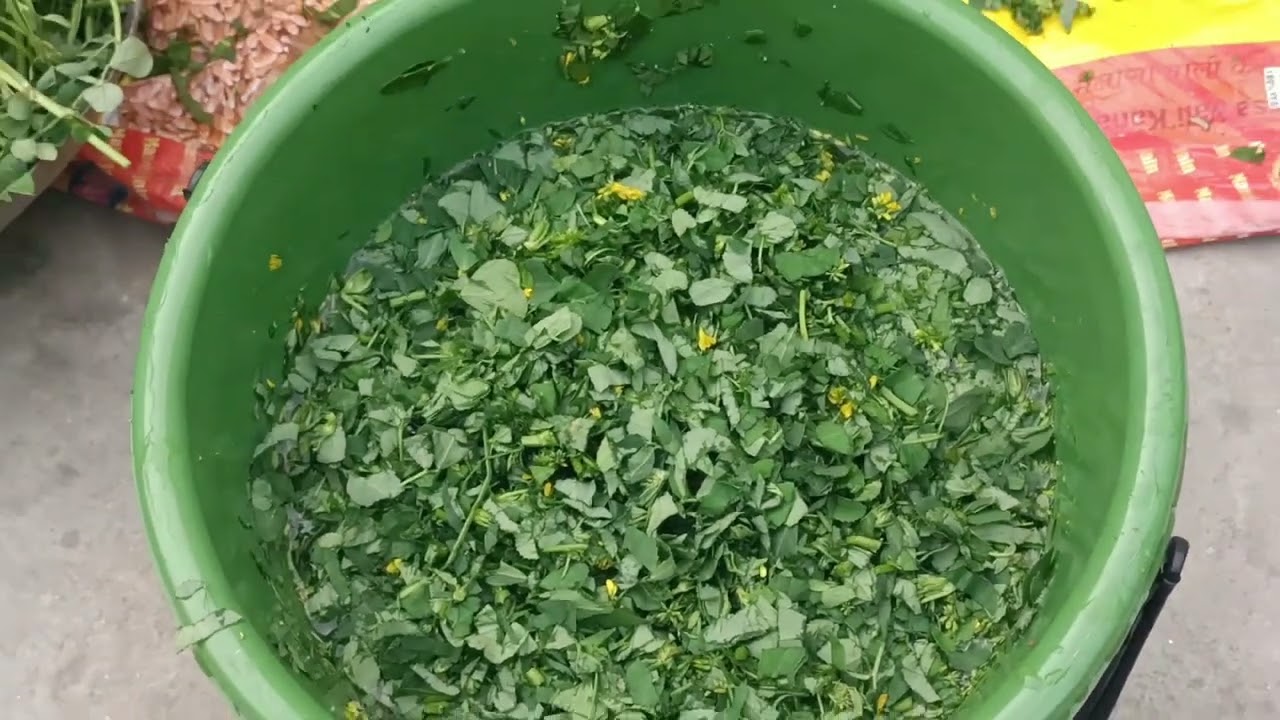 Saag ਸਾਗ 
