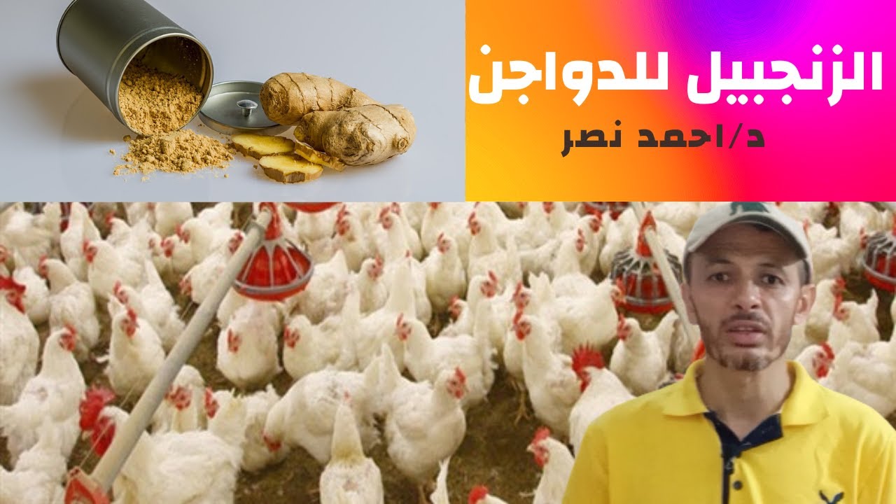 الزنجبيل للدواجن | تربية الدواجن بالاعشاب