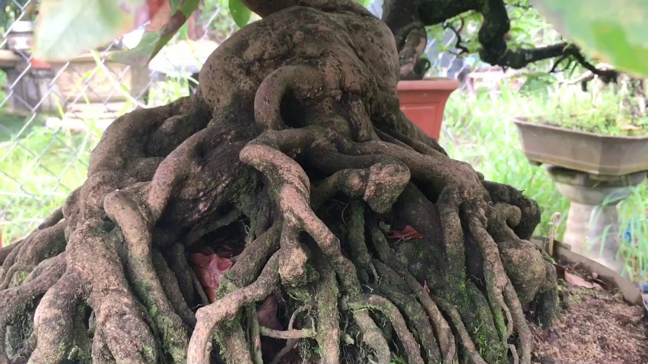 Vườn mai có nhiều cây đẹp tại an Nhơn