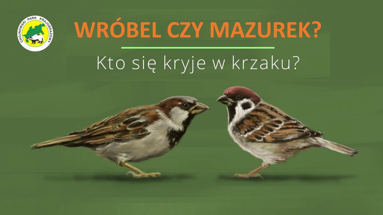 Wr&oacute;bel czy mazurek? Kto się kryje w krzaku / House sparrow or Tree sparrow?