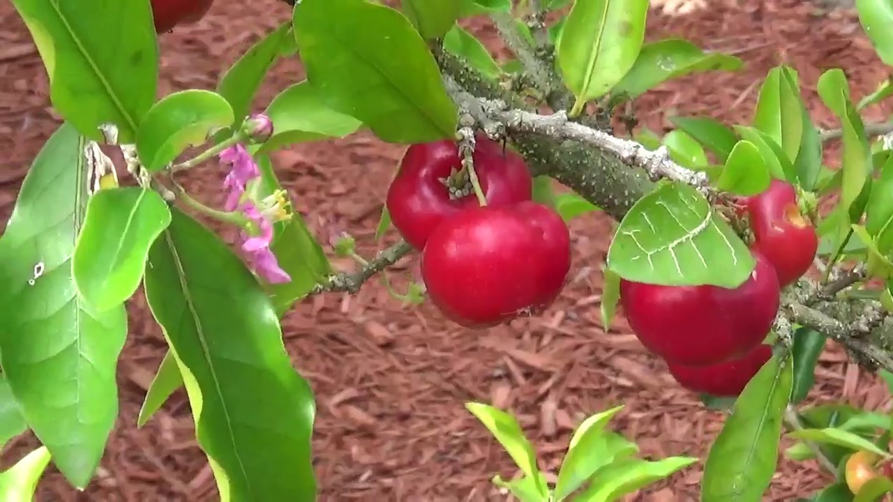 Barbados Cherry Tree in Lutz, Florida