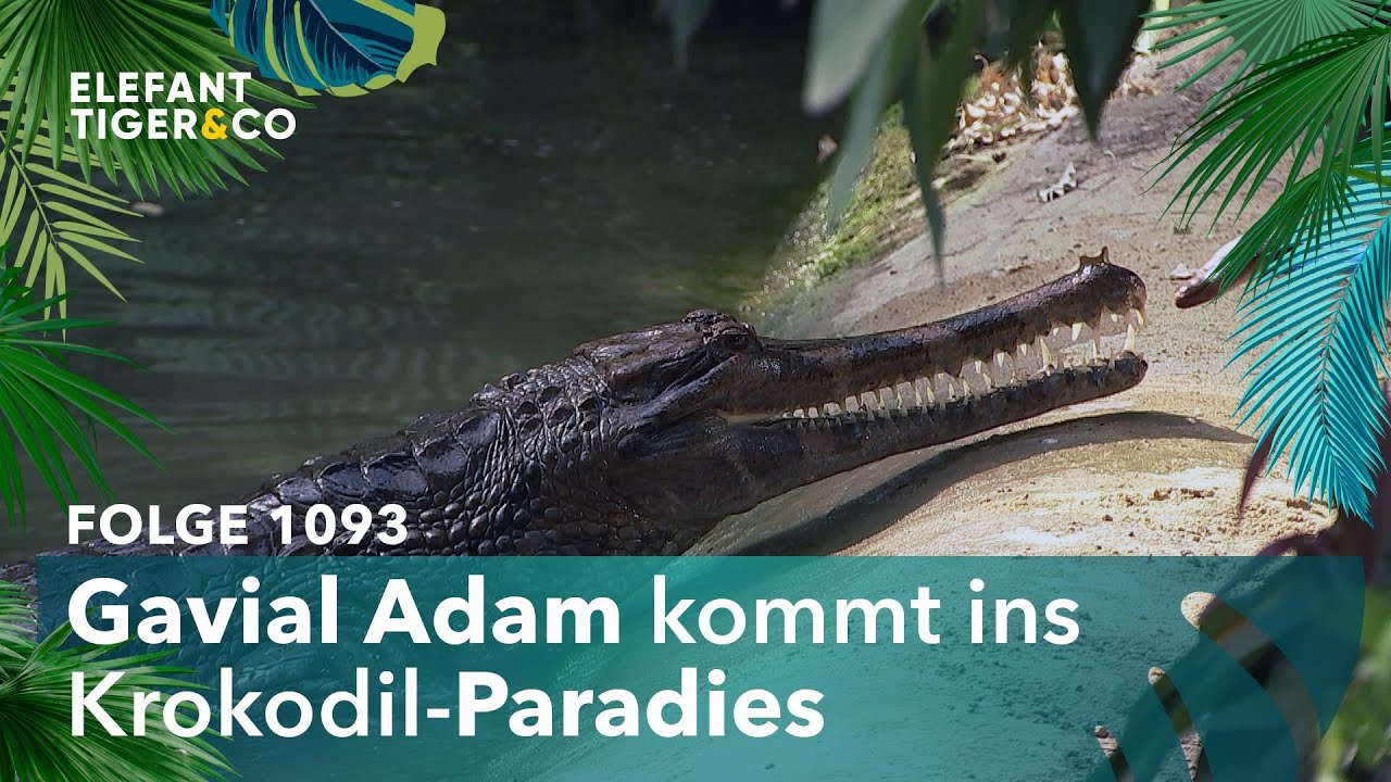Adam zieht ins Paradies (Folge 1093) | Elefant, Tiger & Co. | MDR