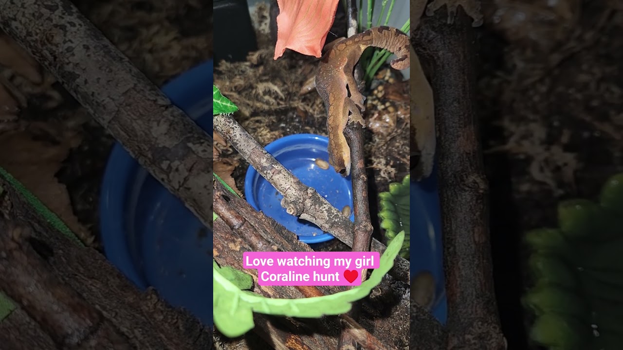 #aeluroscalabotesfelinus #malaysiancatgecko #catgecko #reptiles #gecko #cute #lizard #animals #rare