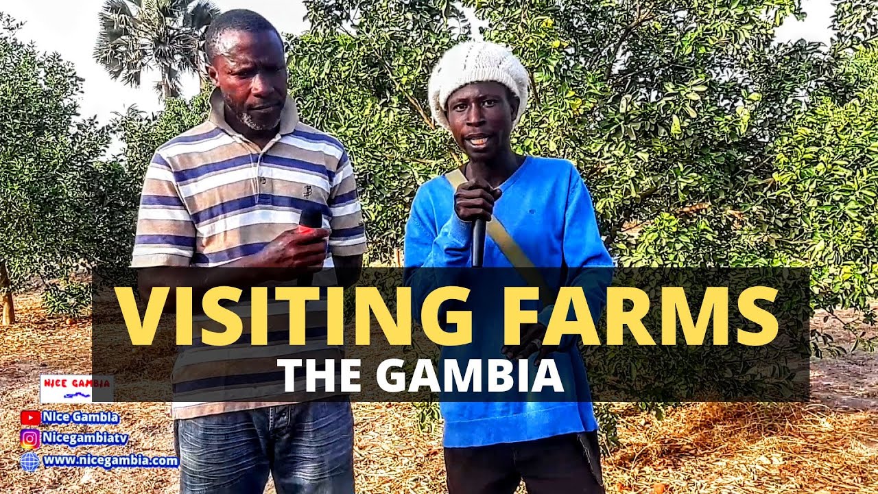 Gardening in The Gambia