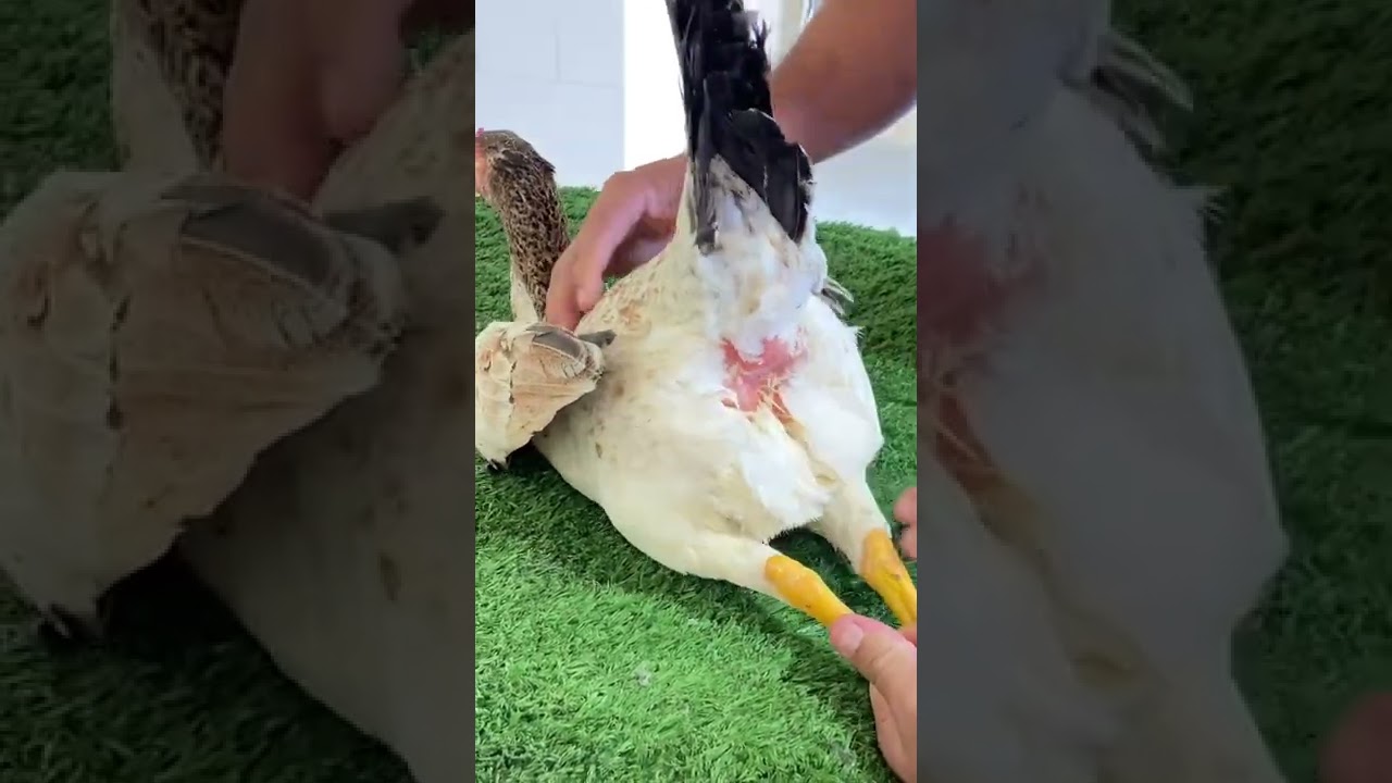 تلقيح إنثي الديك - صناعي -شاهد للنهاية