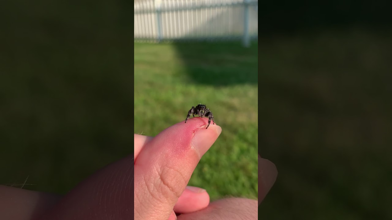 A very calm bold jumping spider (phidippus audax female)