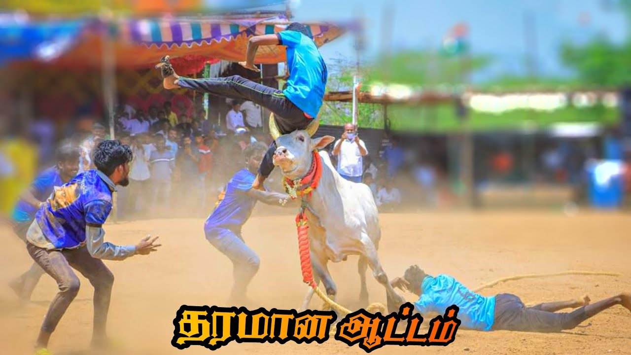 சிவகங்கை மாவட்டம் || #திருப்புவனம்_புதூர் #வடமாடு_மஞ்சுவிரட்டு