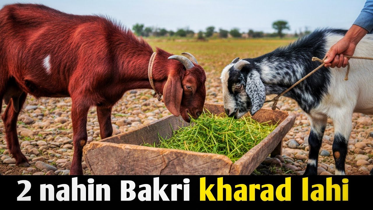 My new Bakri purchasing and engaging. Happy vlogs #bakri #animals #animallovers #youtube 