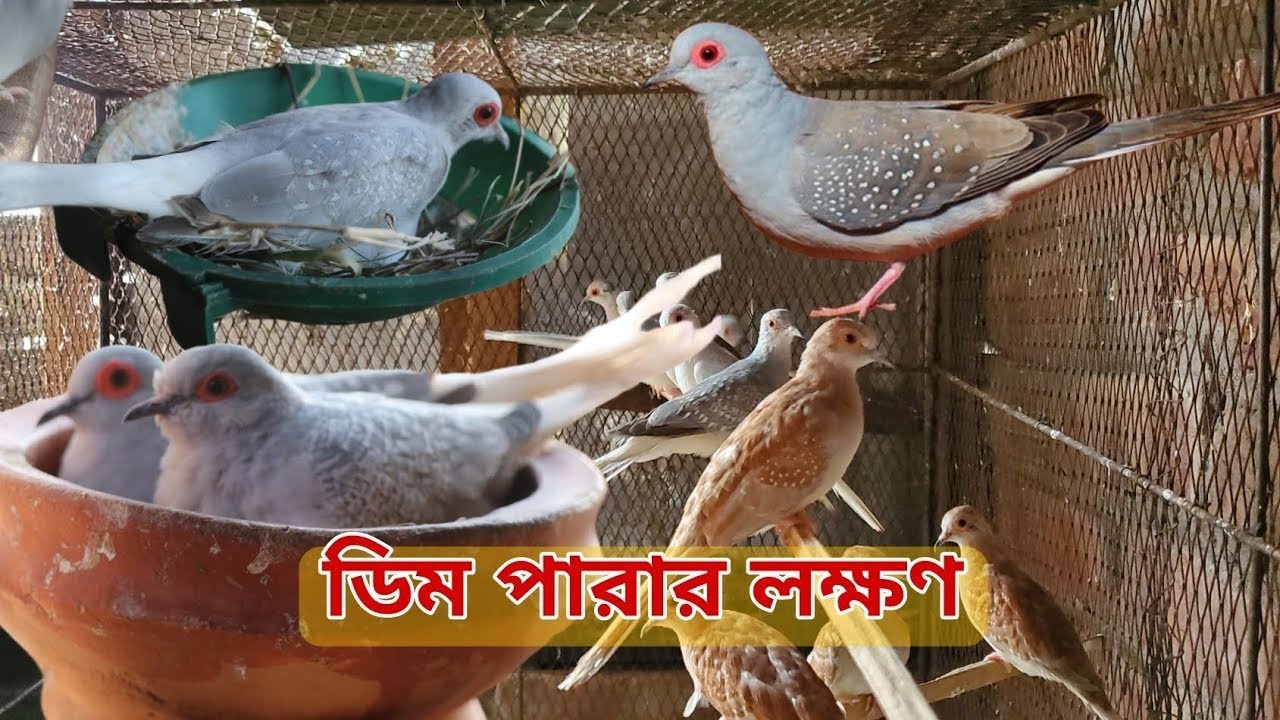 ডায়মন্ড ডাভ পাখির ডিম দেওয়ার লক্ষণ । Diamond dove eggs laying signs 