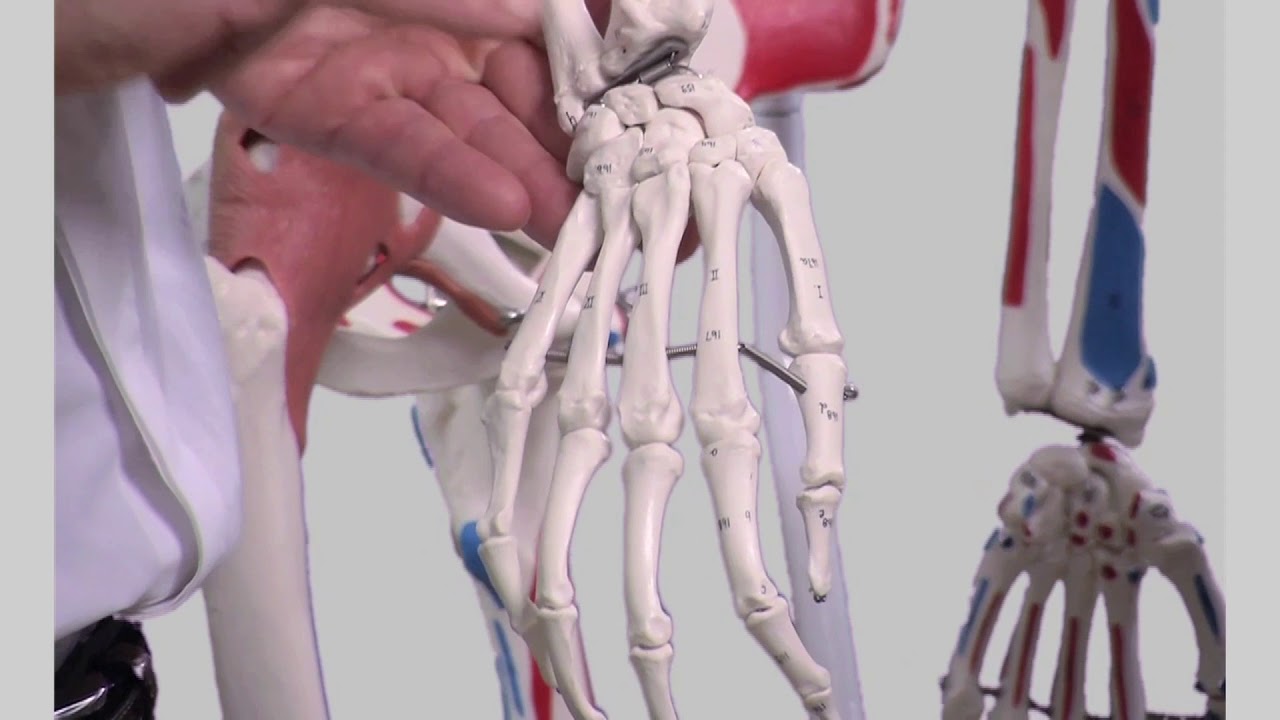 Surface anatomy of the upper limbs