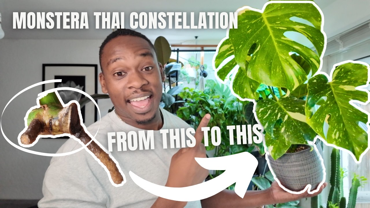 How I saved my Monstera Thai Constellation | TWO Years Update