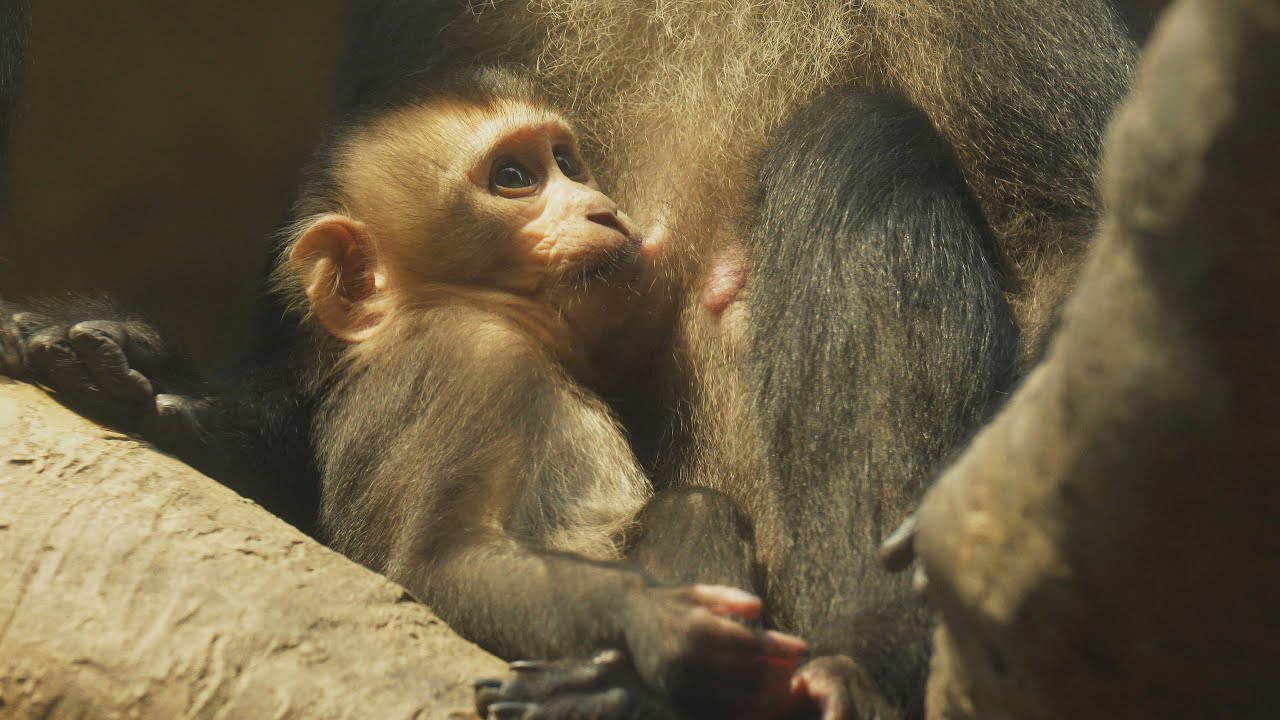 Mláďata u makaků lvích v Zoo Ostrava