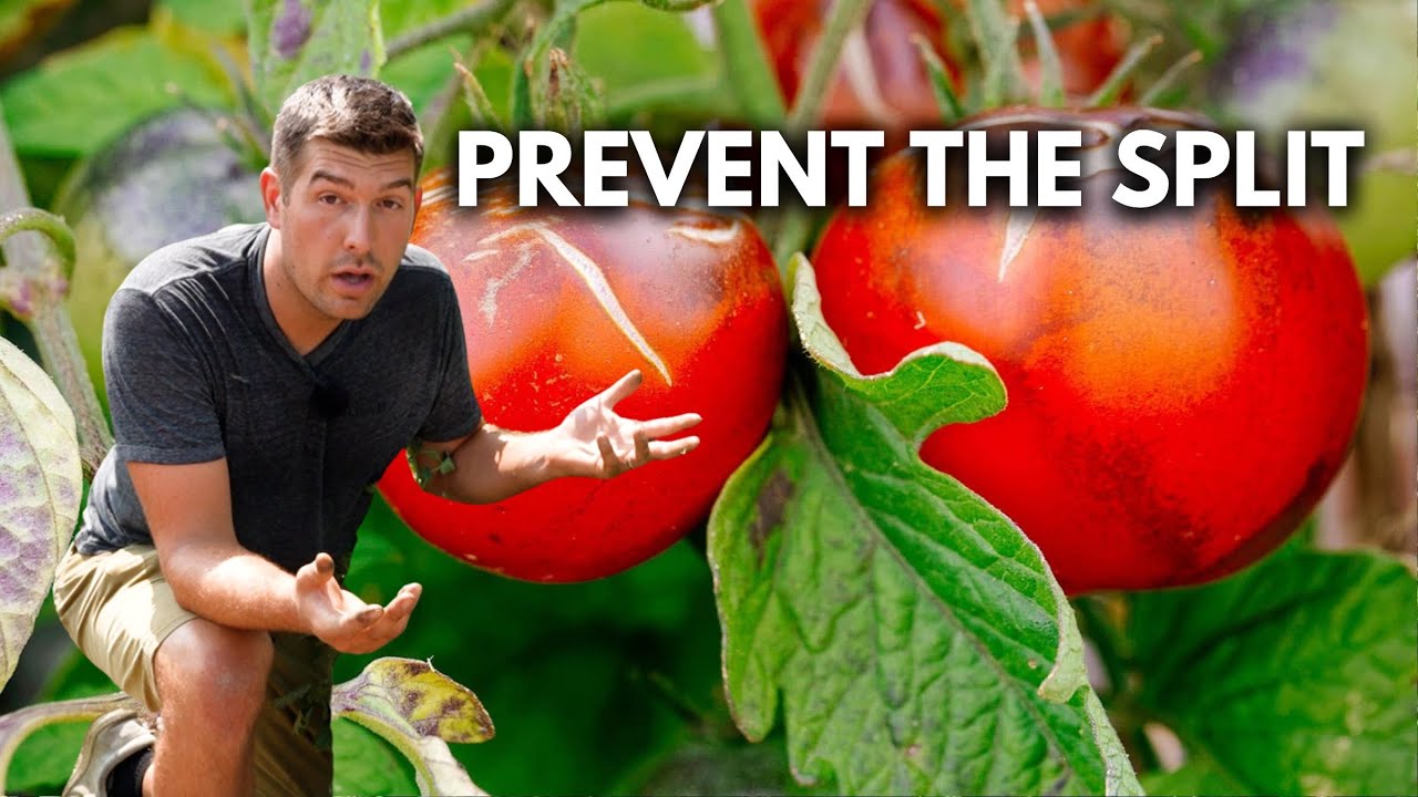 Stop Cracking and Splitting Tomatoes For GOOD With These 3 Tips! 