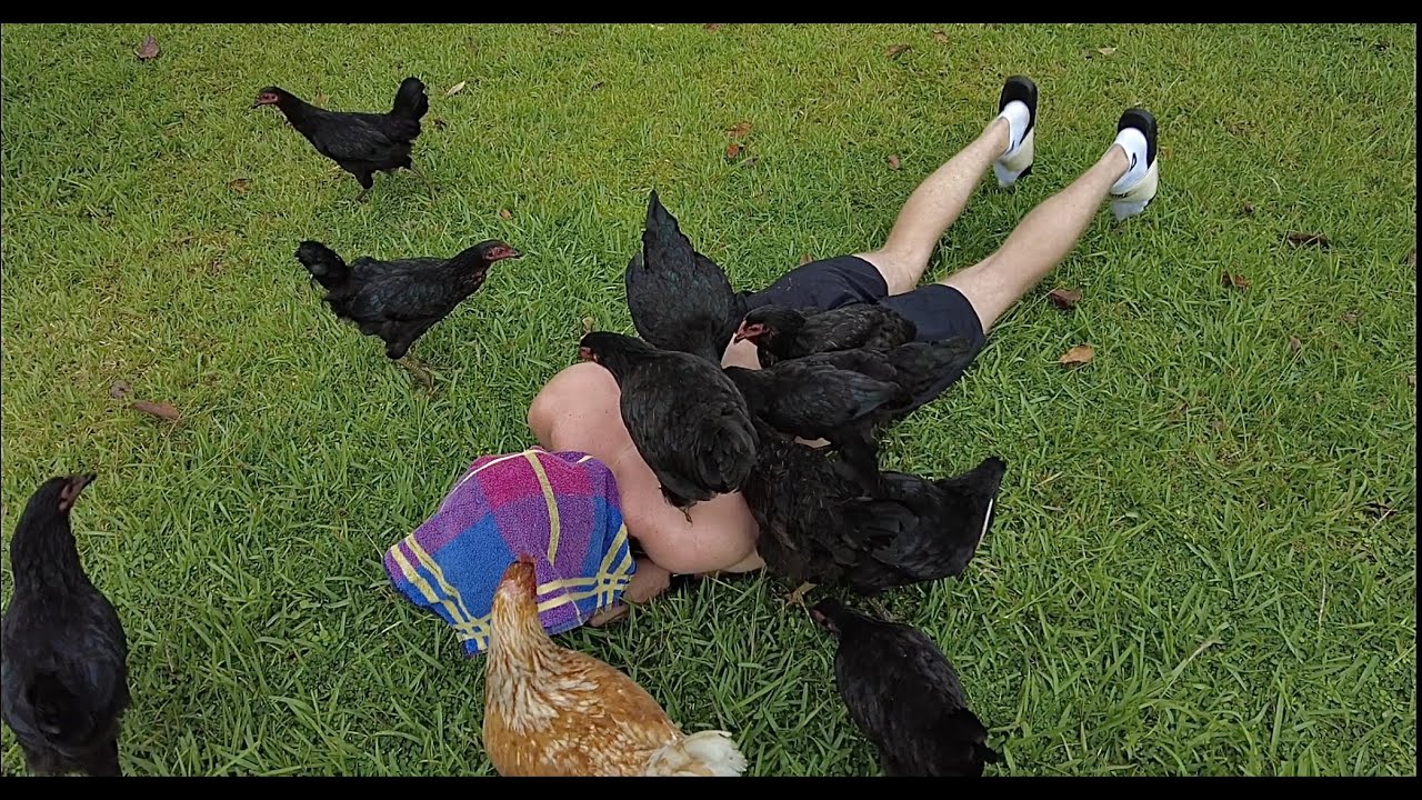 Een CHICKEN ATTACK op Mailo en we redden een AGRESSIEVE LUIAARD! - Suriname 2022 | VLOG #57 en #58 |