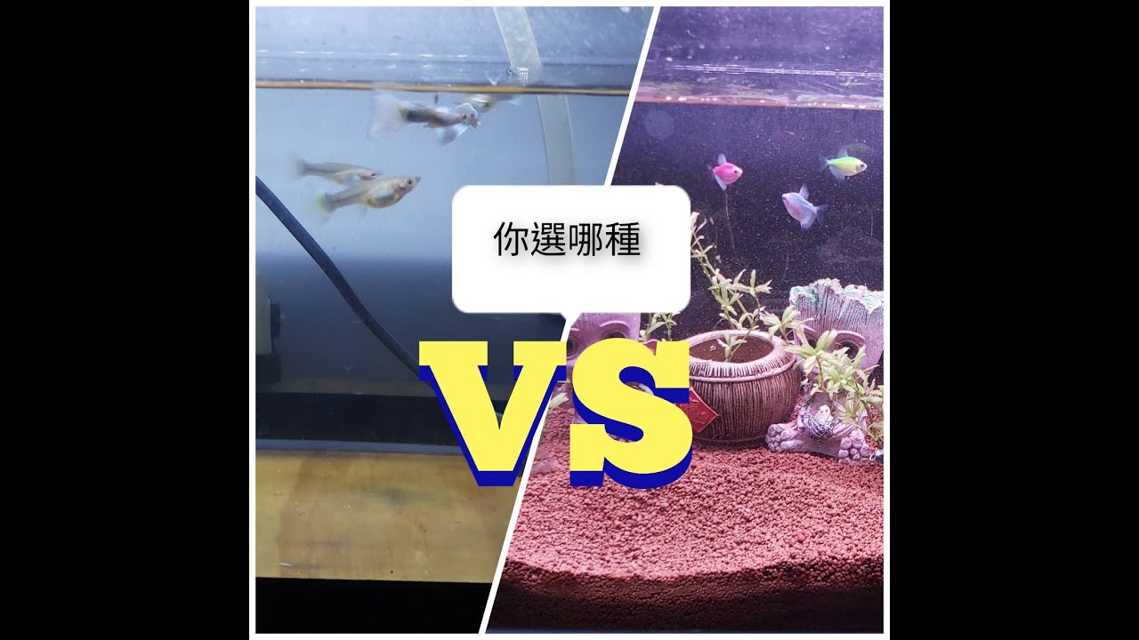 水族 你被害到不知道 裸缸好還是底砂缸行 我來告訴你