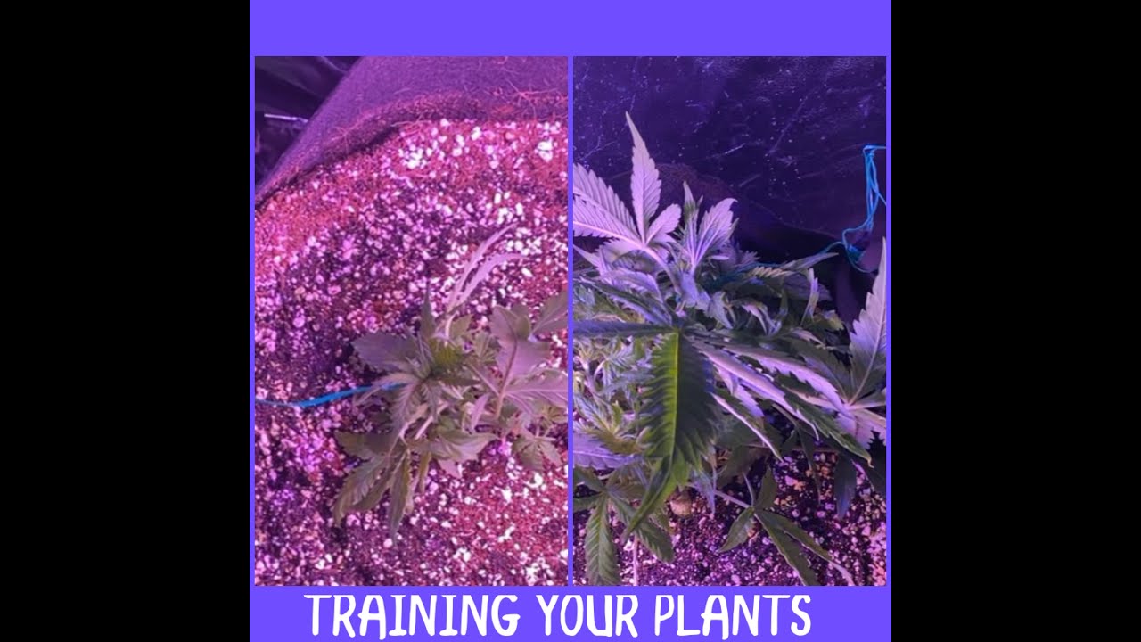 Low Stress/High Stress Training | Flower Phase Pt 2