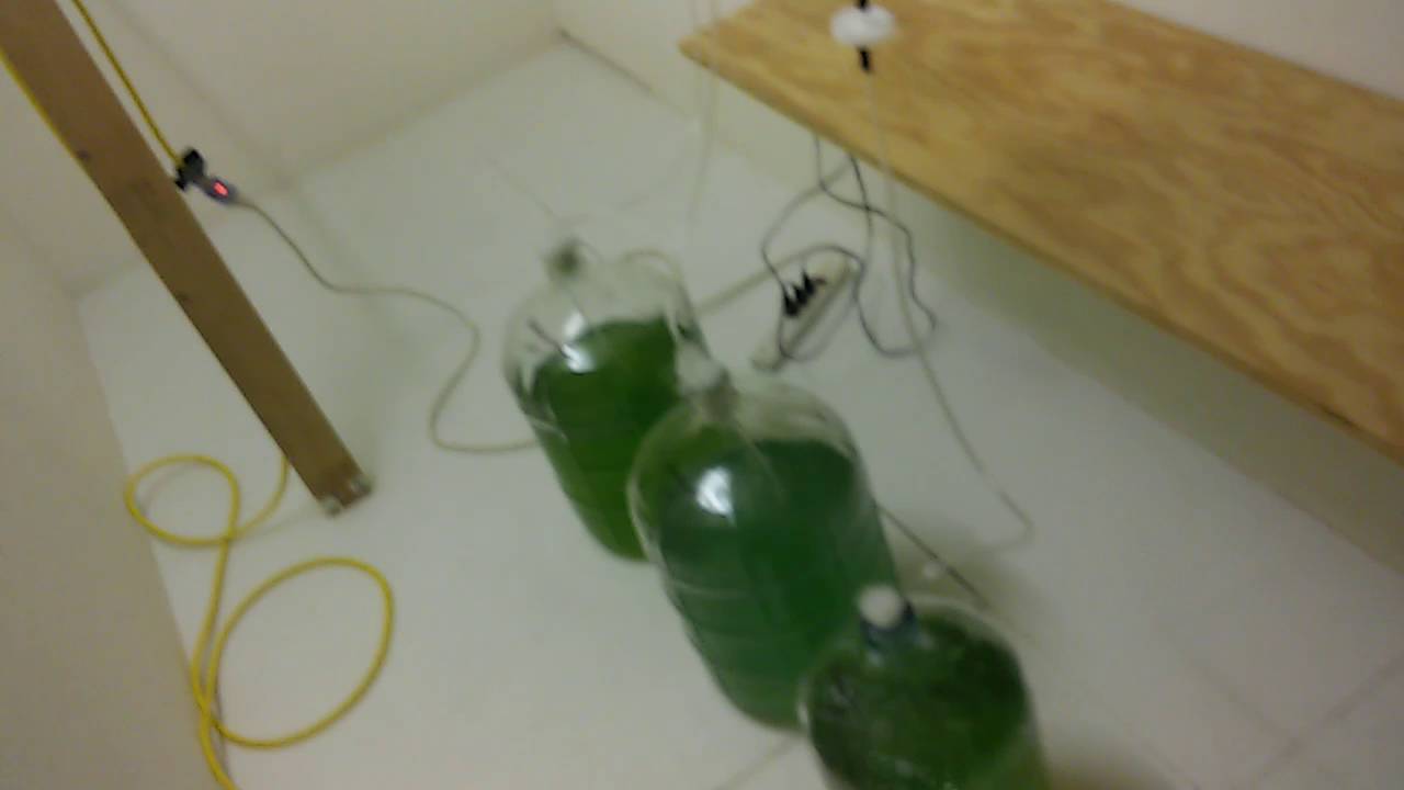 Update from the Lemoyne Mushroom & Algae MicroFarm