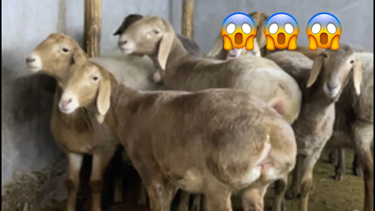 ARASHAN BO’G’OZ SOLIQLAR SOTUVDA SHOSHILAMIZ