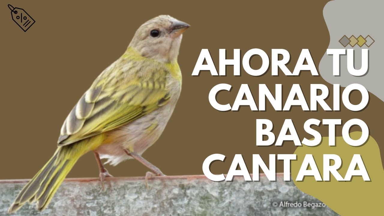 AHORA TU CANARIO CRIOLLO BASTO CANTARA DE INMEDIADO CON ESTE AUDIO
