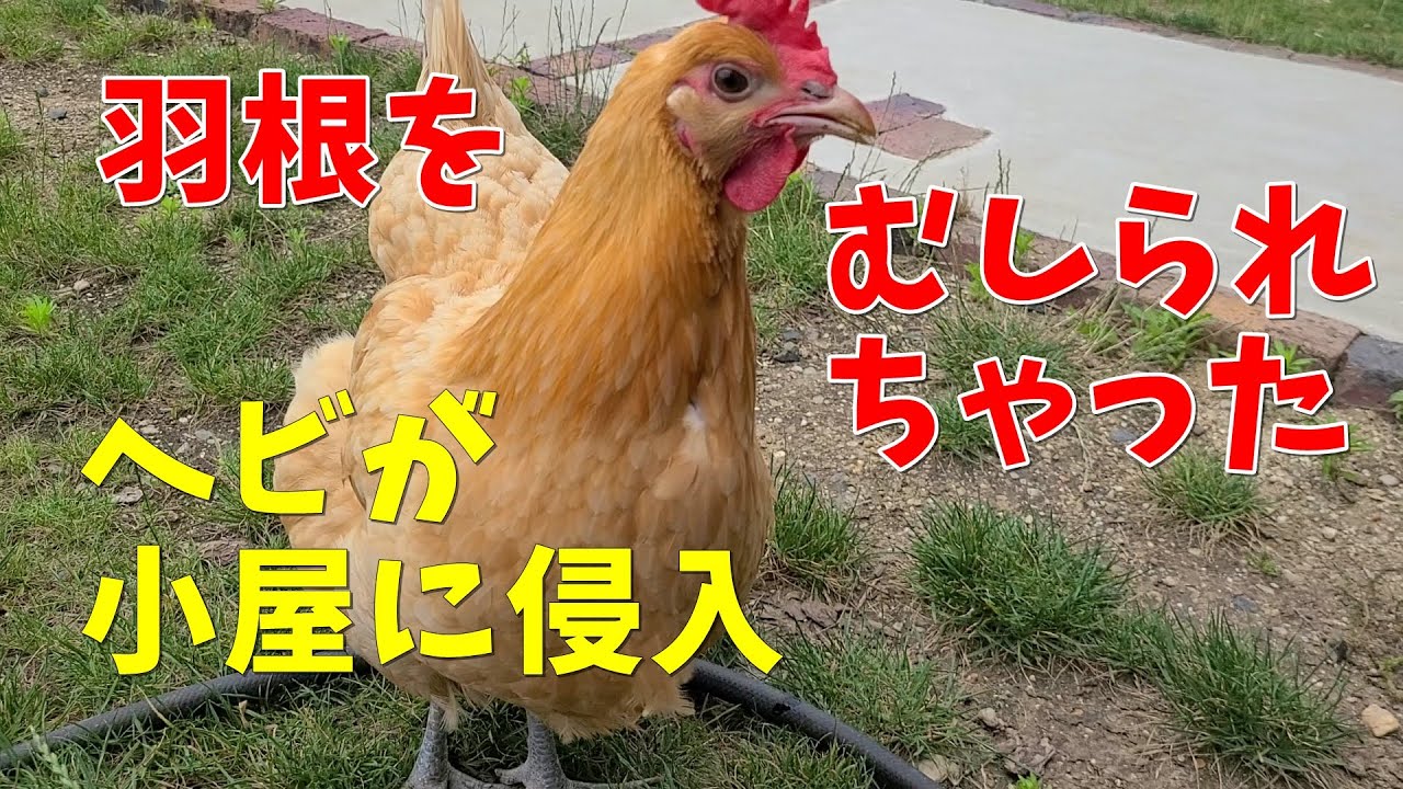 暑い時期はヘビ出没に注意