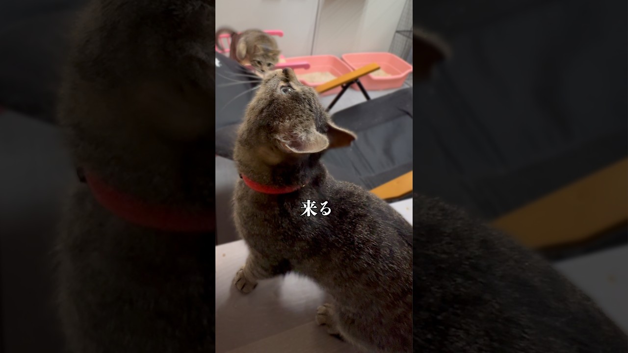 うめたろうのリアル