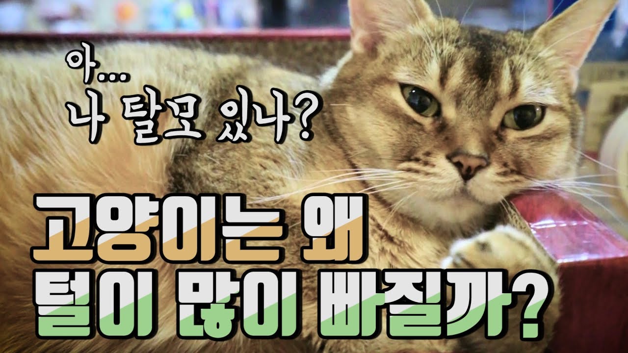 [ENG SUB] 고양이의 치명적인 단점을 알려드리겠습니다 (털털털!!!)