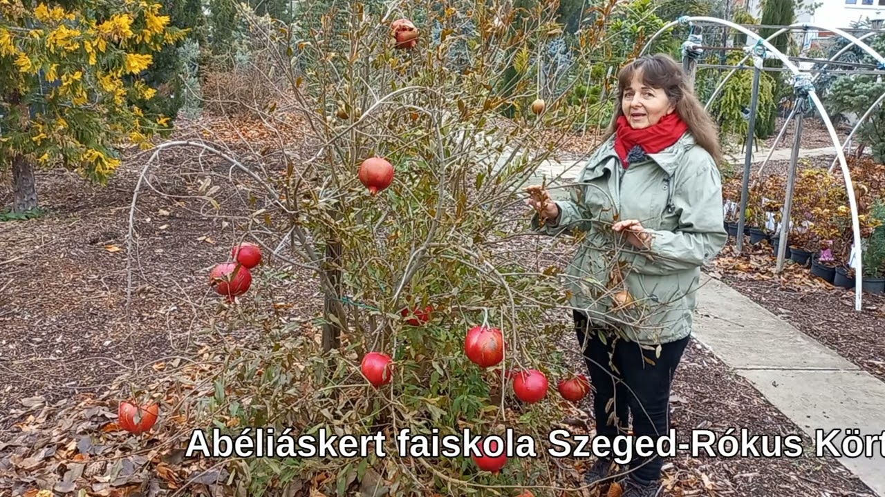 Gr&aacute;n&aacute;talma termeszt&eacute;s kezdőknek &ndash; &uuml;ltet&eacute;s, gondoz&aacute;s, sz&uuml;ret tippek
