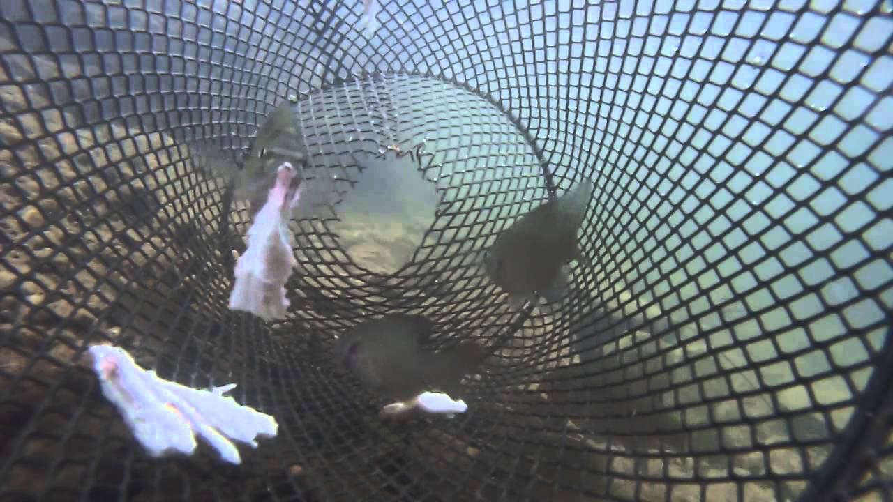 Catching Fish from a Minnow Trap - POV