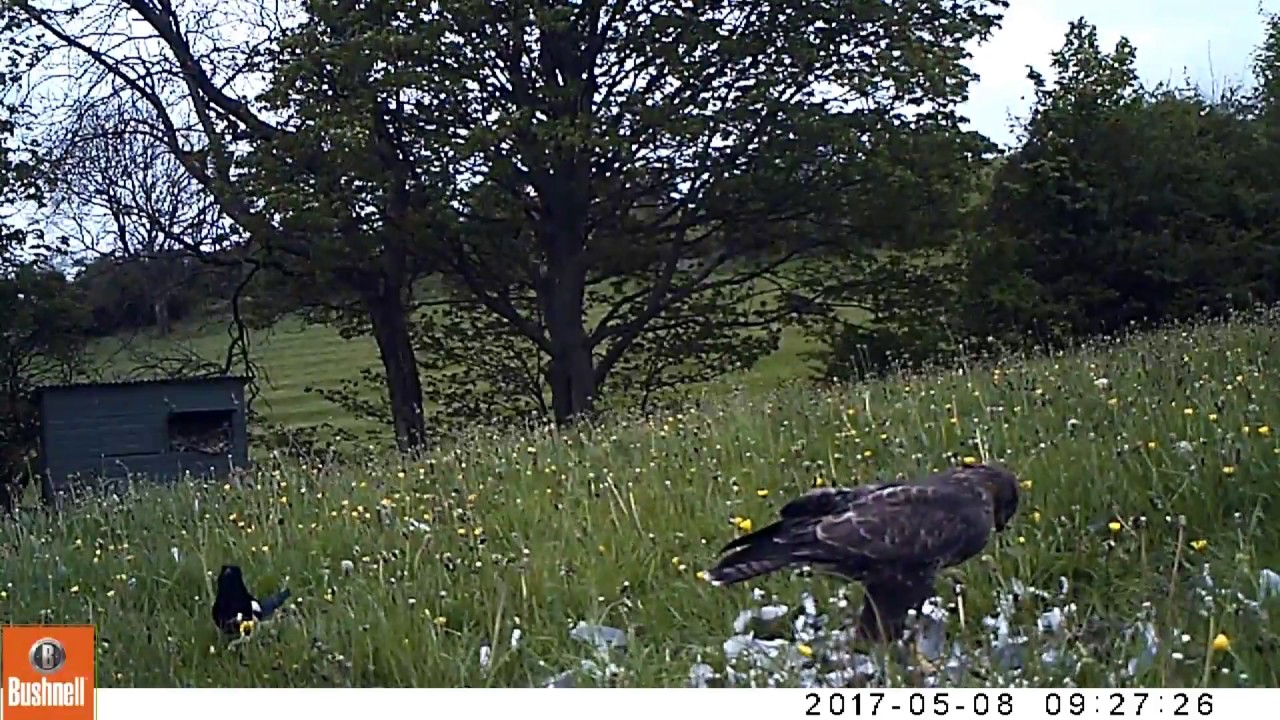 Buzzard Hide - 8 May 2017 - Peak Nature