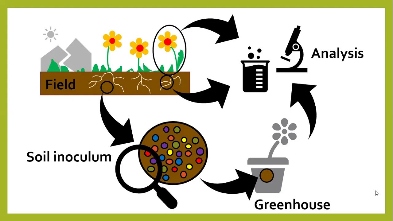 Importance of P and AM fungal communities in performance of G. aristata across the northern tier