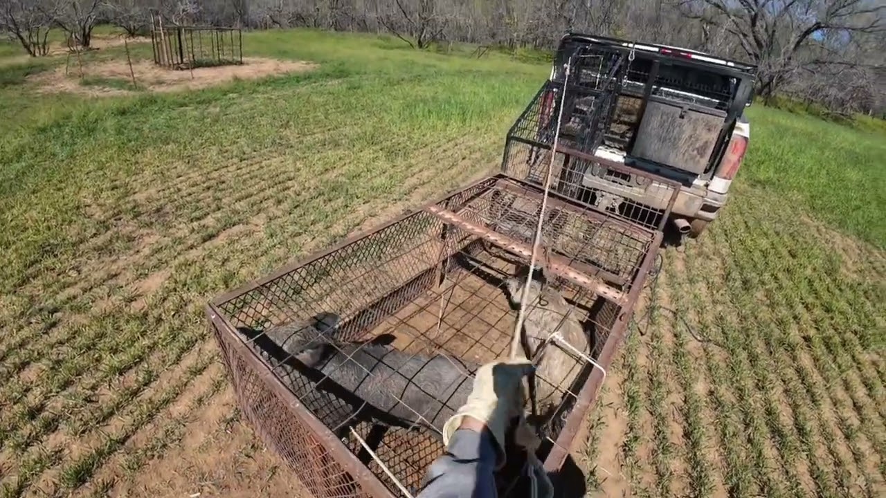Picking up Blondes and Brunettes, but only WIFE approved lol 😆  🤣 #hogtraping #outdoors