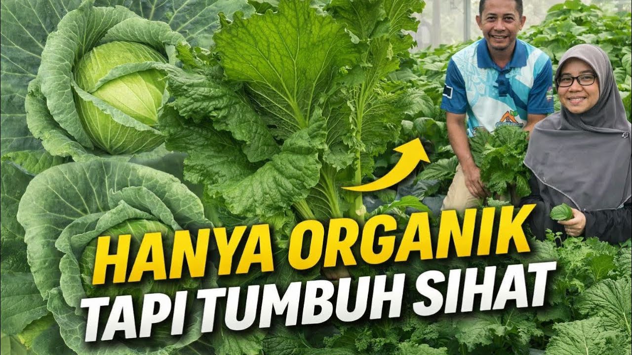 Kobes kimchi, sawi gergasi, sayur rare ditanam tepi rumah