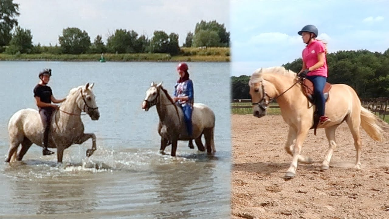 Zwemmen met paarden en is de osteopaat tevreden of niet? | Weekvlog #110