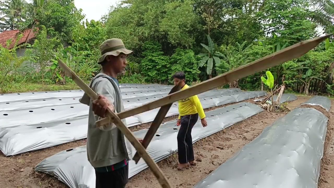 Daily Vlog 4 Maret 2026 | Selesai! Pembuatan Lubang Tanam Cabe Rawit di Bedengan Mulsa (Part 2)