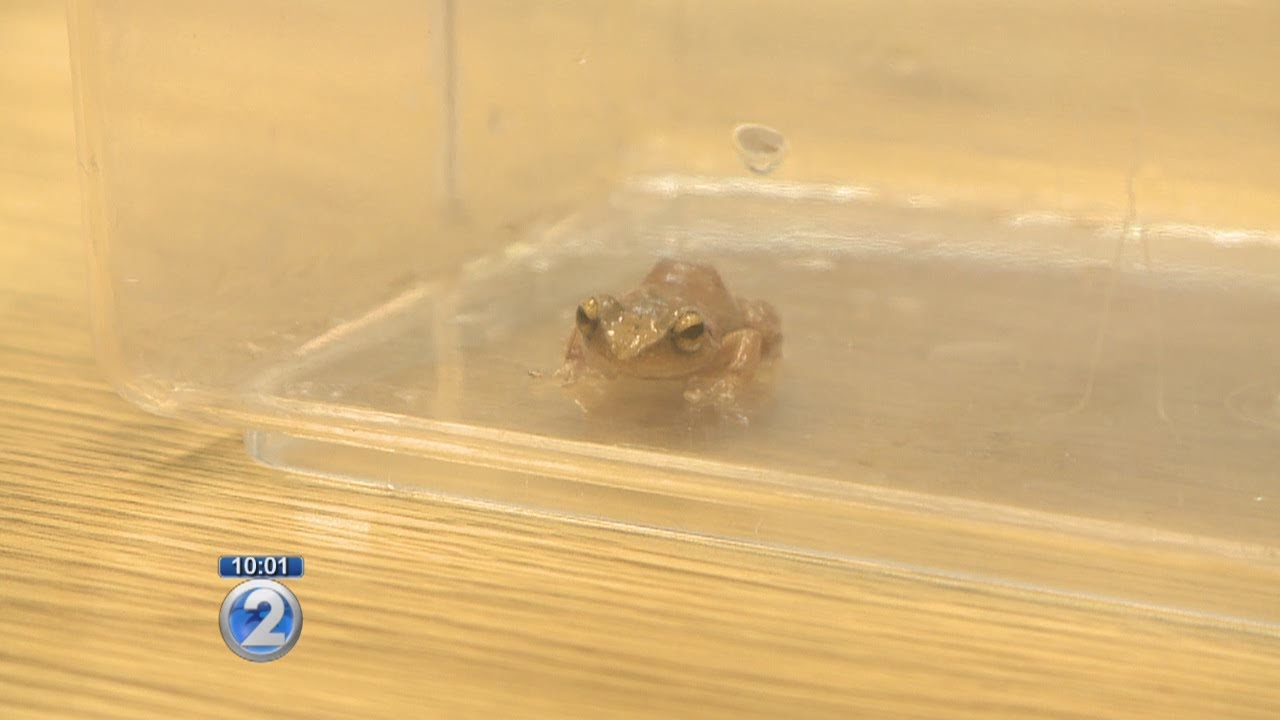 Don't stay silent on noisy coqui frogs