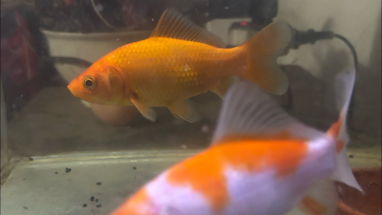 Aquarium Fish