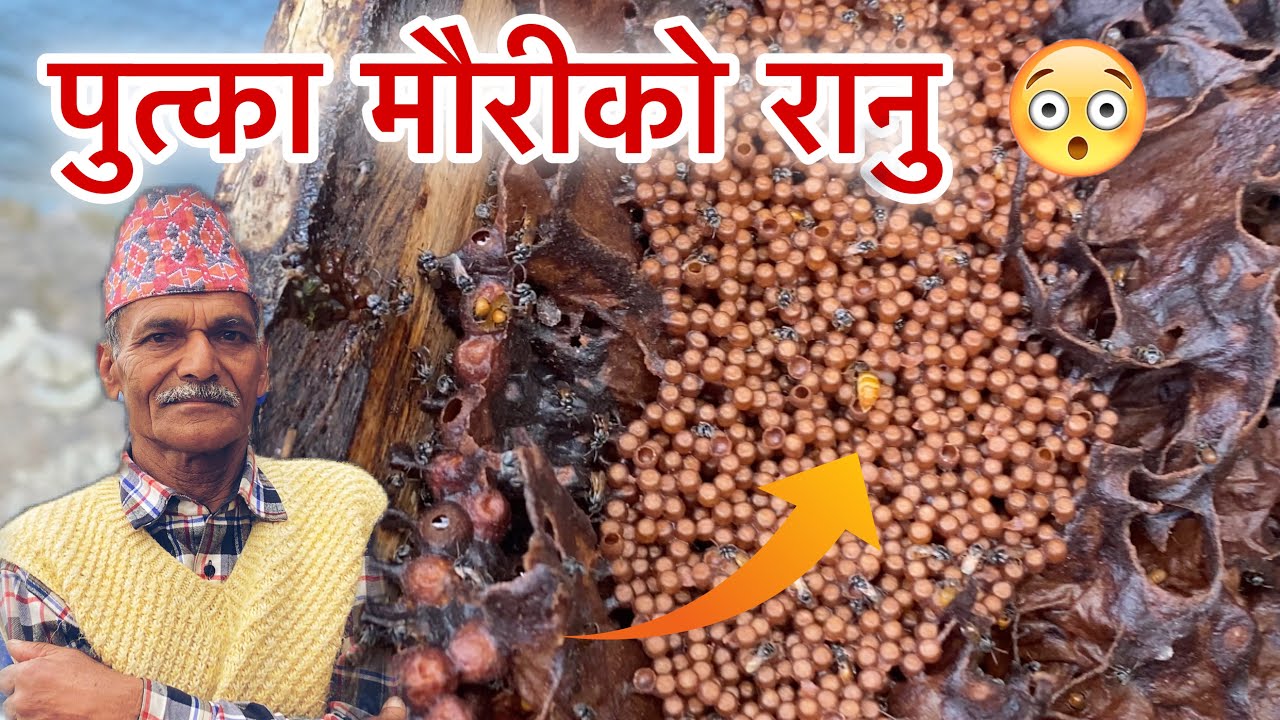 कस्तो हुन्छ पुत्का मौरीको रानु ? | Nepal Bee Keeping