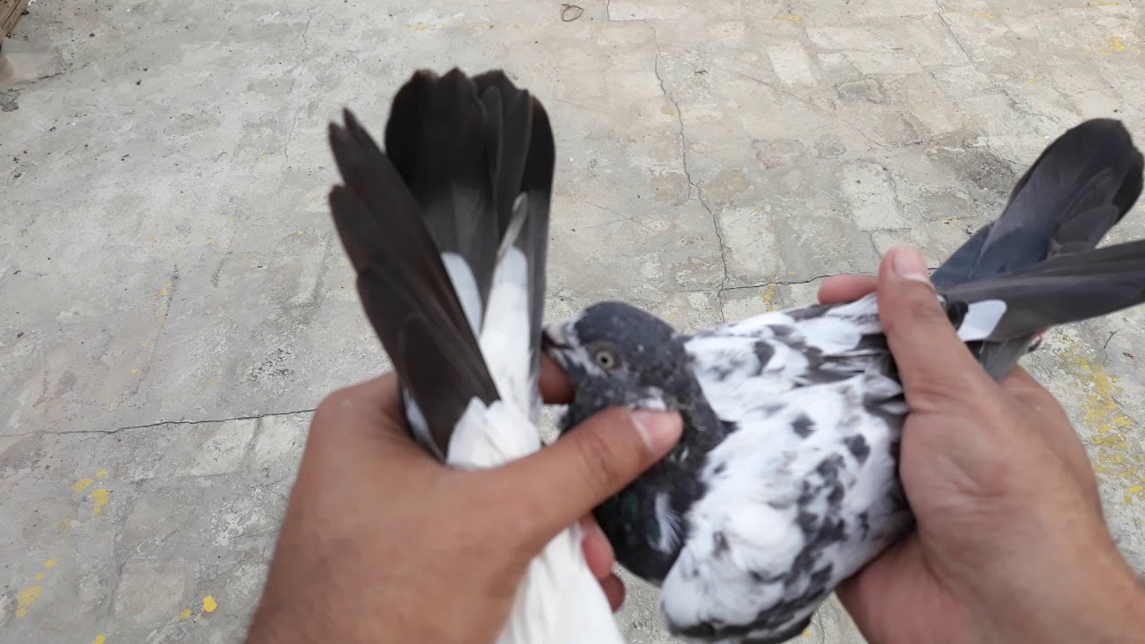 How to train pigeons to fly high - part 2