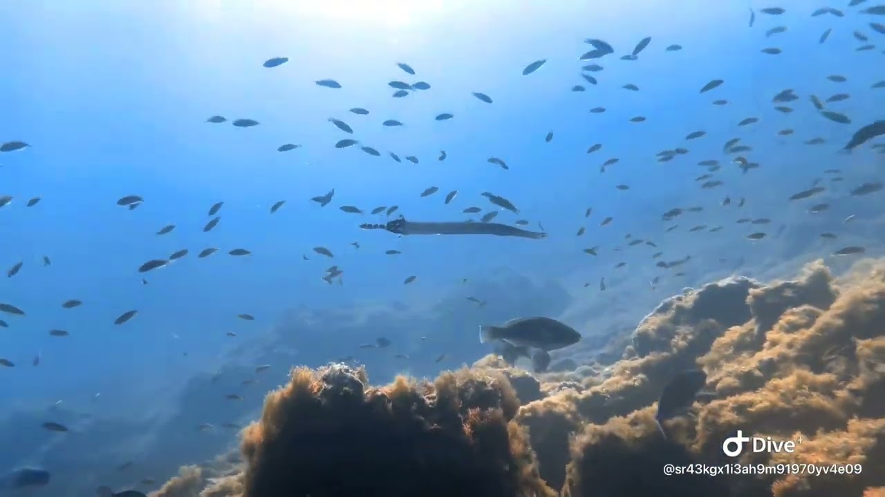Día de buceo 🤿