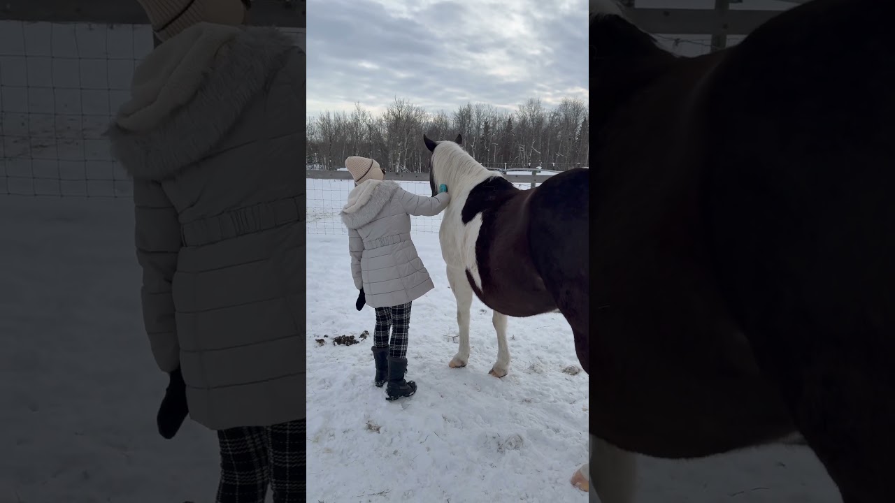 Brushing Horse Hair 