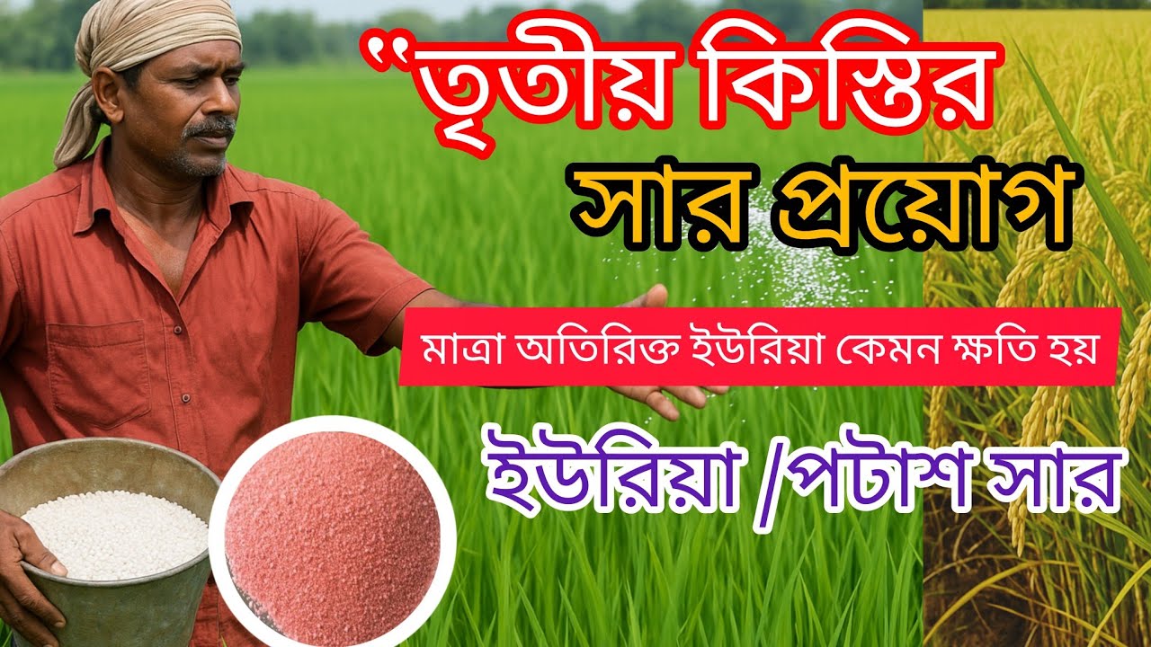 ধান চাষে তৃতীয় কিস্তির ইউরিয়া ও পটাশ সার প্রয়োগে দারুণ ফলন!#ধানচাষ #ধানেরফলন #ইউরিয়াসার #পটাশসার