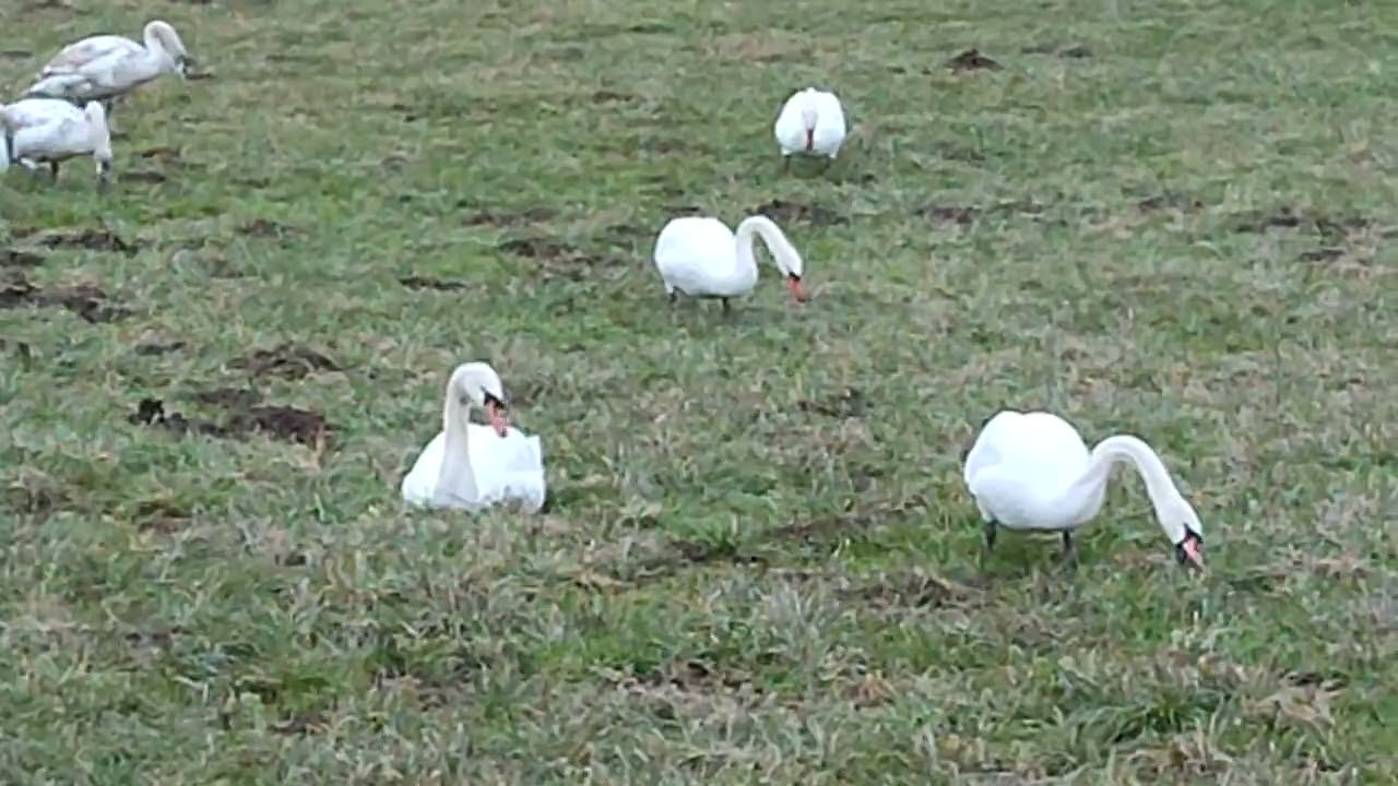 Swans 