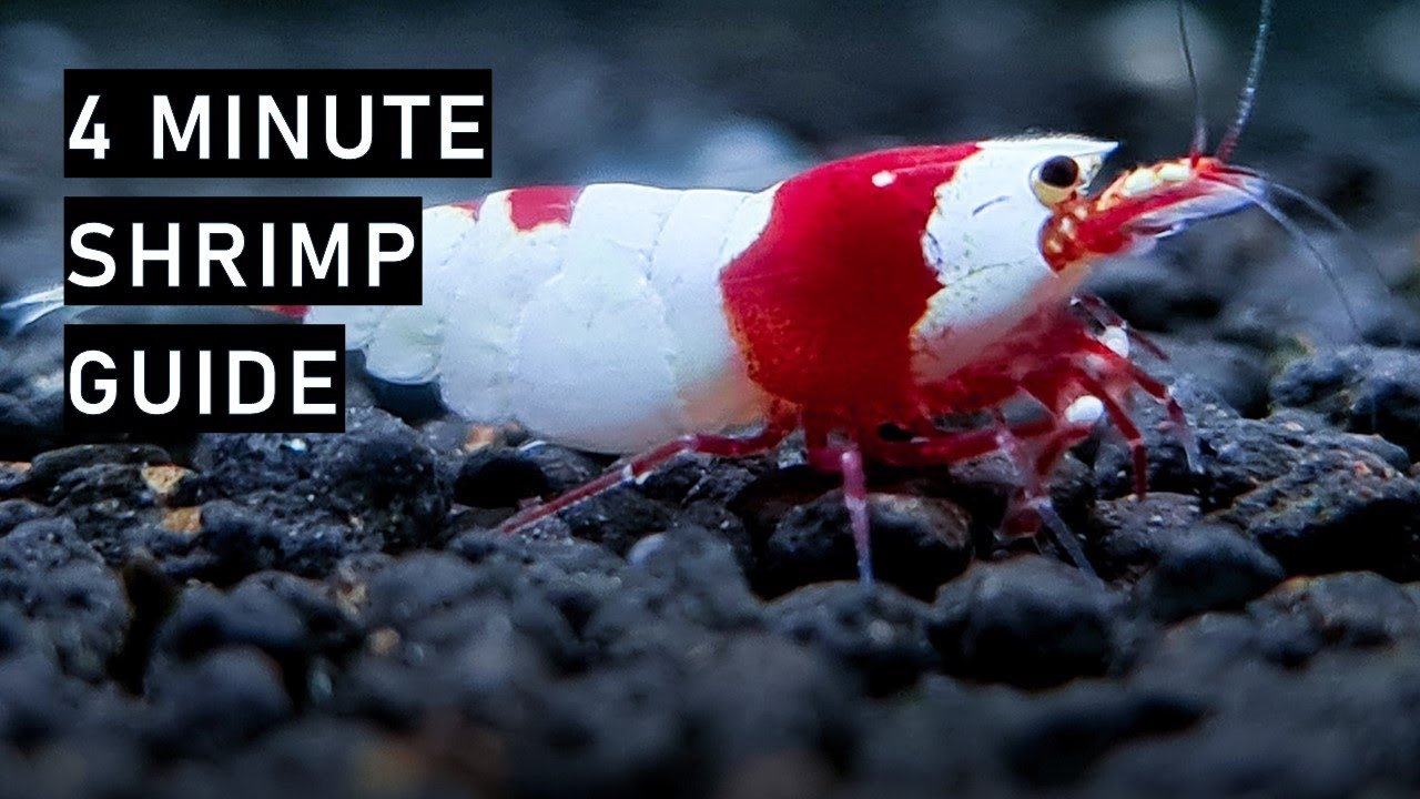 High-Level Guide to Caridina Shrimp Keeping: From Cycling to Shrimp Introduction